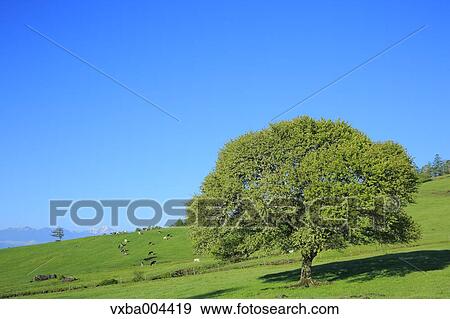 Yamanashi Prefecture, Japan View Large Photo Image Stock Photo - Yamanashi Prefecture, Japan. Fotosearch
