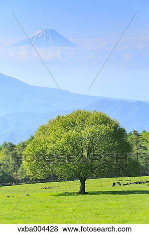 Yamanashi Prefecture, Japan View Large Photo Image Stock Photo - Yamanashi Prefecture, Japan. Fotosearch