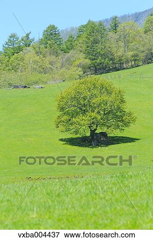 Stock Photo - Yamanashi Prefecture, Japan. Fotosearch