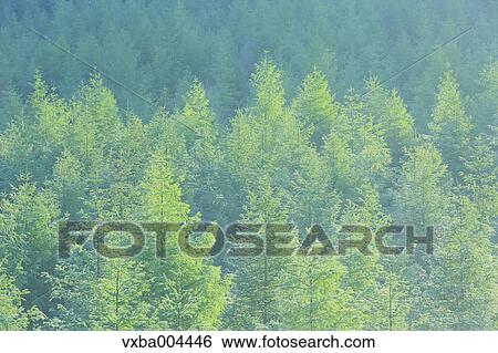 Yamanashi Prefecture, Japan View Large Photo Image Stock Photograph - Yamanashi Prefecture, Japan. Fotosearch