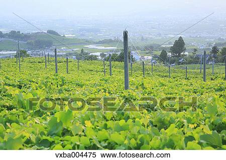 Stock Photography - Yamanashi Prefecture, Japan. Fotosearch