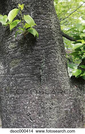 Yoshino Cherry Tree View Large Photo Image Picture - Yoshino Cherry Tree. Fotosearch