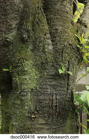 Yoshino Cherry Tree View Large Photo Image Stock Photograph - Yoshino Cherry Tree. Fotosearch