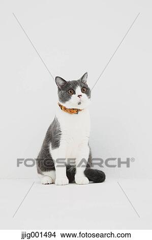 British short hair cat on white background View Large Photo Image Picture - British short hair cat on white background. Fotosearch