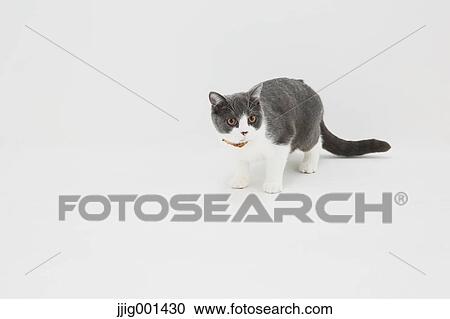 Stock Image - British short hair cat on white background. Fotosearch