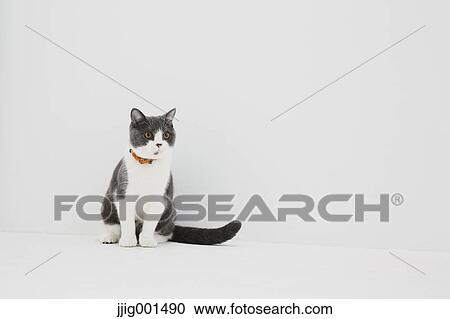 British short hair cat on white background View Large Photo Image Stock Image - British short hair cat on white background. Fotosearch
