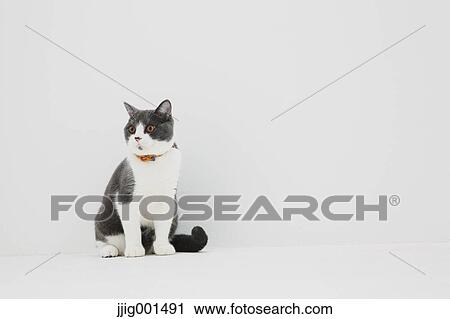 British short hair cat on white background View Large Photo Image Stock Image - British short hair cat on white background. Fotosearch