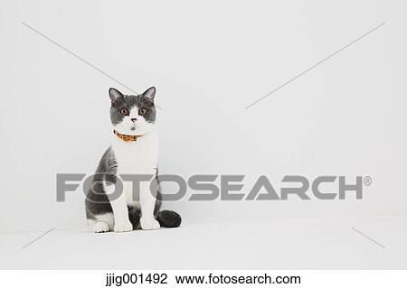 Stock Image - British short hair cat on white background. Fotosearch