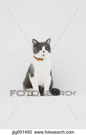 British short hair cat on white background View Large Photo Image Stock Image - British short hair cat on white background. Fotosearch