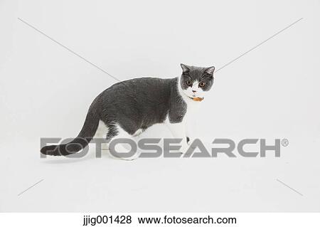 British short hair cat on white background View Large Photo Image Stock Photo - British short hair cat on white background. Fotosearch