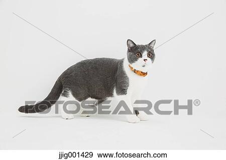 British Short Hair Cat On White Background Stock Photo