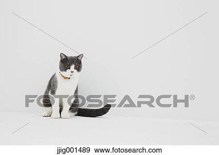 Stock Photo - British short hair cat on white background. Fotosearch
