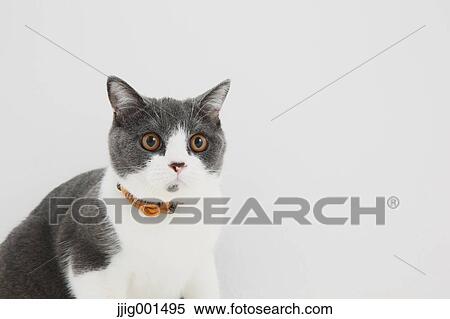 Stock Photography - British short hair cat on white background. Fotosearch