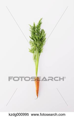 Stock Photography - Carrot. Fotosearch