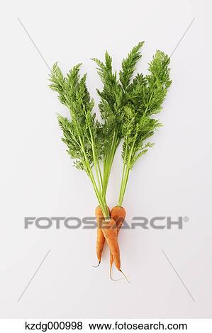 Carrots View Large Photo Image Stock Photo - Carrots. Fotosearch