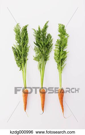 Carrots View Large Photo Image Stock Photograph - Carrots. Fotosearch