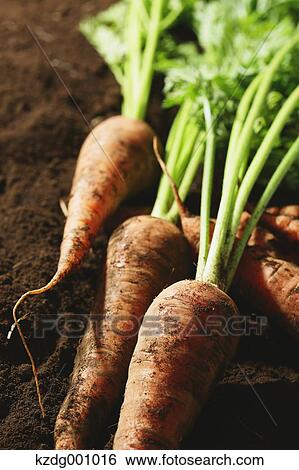 Carrots View Large Photo Image Stock Photograph - Carrots. Fotosearch
