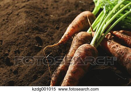 Stock Photography - Carrots. Fotosearch