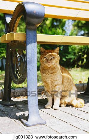 Cat at Hibiya Park, Tokyo, Japan View Large Photo Image Stock Image - Cat at Hibiya Park, Tokyo, Japan. Fotosearch