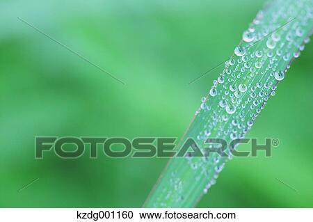 Stock Image - Close up of green leaf. Fotosearch
