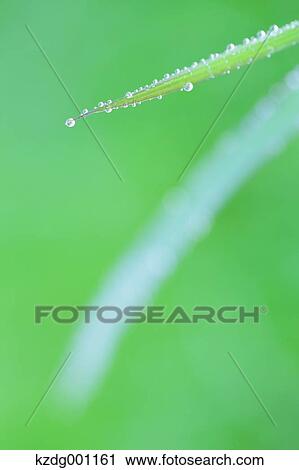 Close up of green leaf View Large Photo Image Stock Image - Close up of green leaf. Fotosearch
