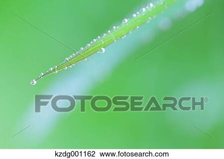 Stock Image - Close up of green leaf. Fotosearch