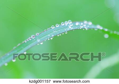 Close up of green leaf View Large Photo Image Stock Photo - Close up of green leaf. Fotosearch