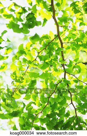 Picture - Fresh green. Fotosearch