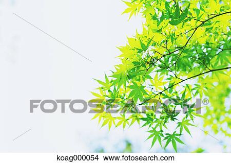 Fresh green View Large Photo Image Picture - Fresh green. Fotosearch