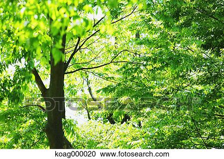 Fresh green View Large Photo Image Stock Image - Fresh green. Fotosearch