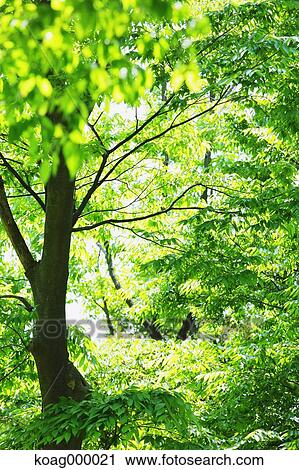 Stock Image - Fresh green. Fotosearch