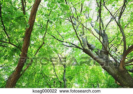 Stock Image - Fresh green. Fotosearch