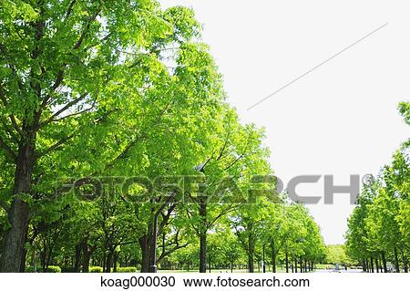 Fresh green View Large Photo Image Stock Image - Fresh green. Fotosearch
