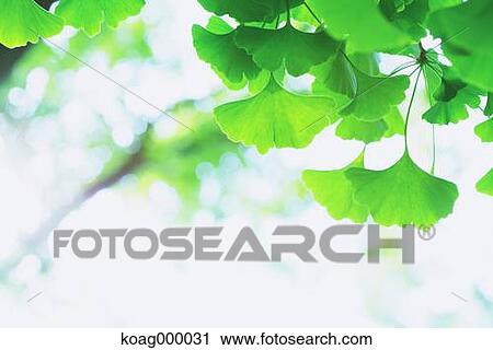 Fresh green View Large Photo Image Stock Image - Fresh green. Fotosearch