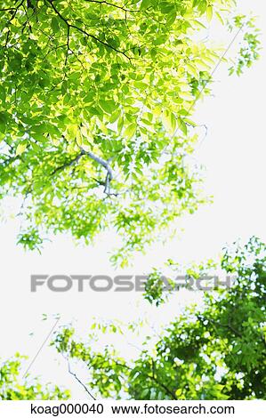 Stock Image - Fresh green. Fotosearch