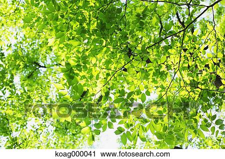 Fresh green View Large Photo Image Stock Image - Fresh green. Fotosearch