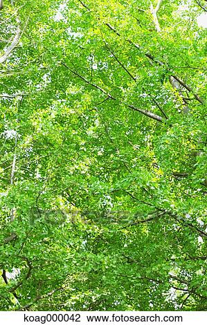 Stock Image - Fresh green. Fotosearch
