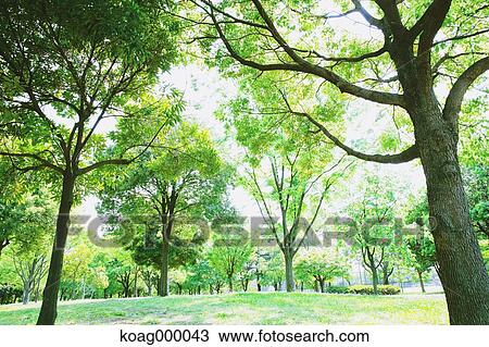 Fresh green View Large Photo Image Stock Image - Fresh green. Fotosearch