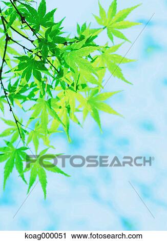 Stock Image - Fresh green. Fotosearch