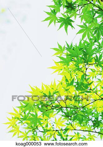 Stock Image - Fresh green. Fotosearch