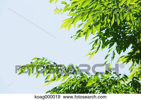 Fresh green View Large Photo Image Stock Photo - Fresh green. Fotosearch