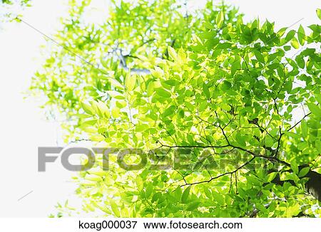 Stock Photo - Fresh green. Fotosearch