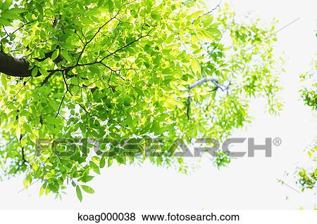 Fresh green View Large Photo Image Stock Photo - Fresh green. Fotosearch