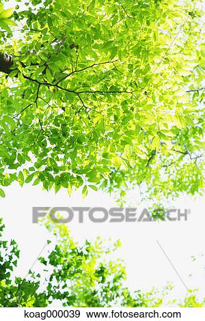 Stock Photo - Fresh green. Fotosearch