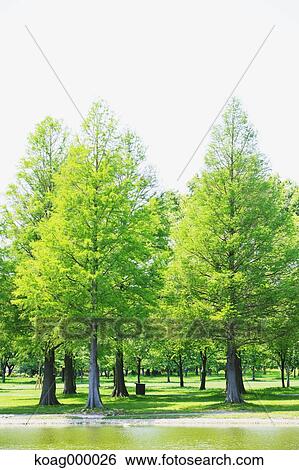 Stock Photograph - Fresh green. Fotosearch
