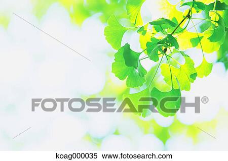 Stock Photography - Fresh green. Fotosearch
