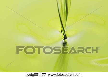 Grape seed oil View Large Photo Image Stock Photo - Grape seed oil . Fotosearch