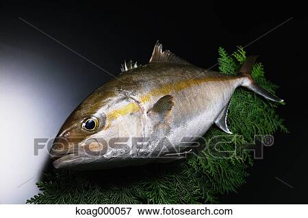 Greater amberjack View Large Photo Image Stock Photo - Greater amberjack . Fotosearch