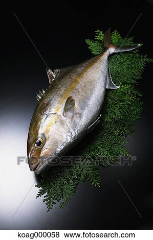Stock Photo - Greater amberjack . Fotosearch