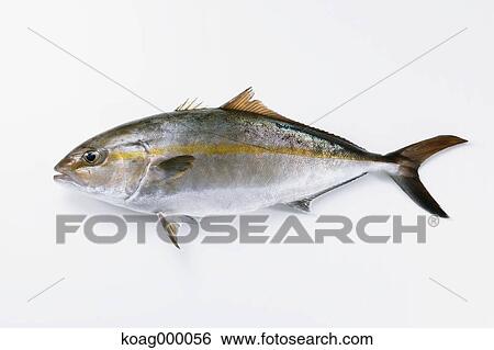 Greater amberjack View Large Photo Image Stock Photograph - Greater amberjack . Fotosearch